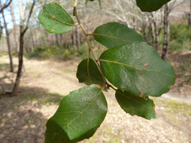 Petites feuilles (3 à 5 cm) alternes et à pétiole court, coriaces et plus ou moins dentées dont la face supérieure est bombée d'un vert glauque. Agrandir dans une nouvelle fenêtre (ou onglet)